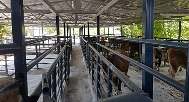 2022 YILINDA MEZBAHALARDA 17 BİN BÜYÜKBAŞ KESİLDİ