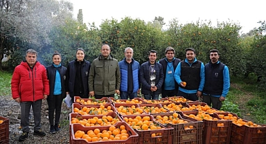 BODRUM BELEDİYESİ, MANDALİNA ALIMINA DEVAM EDİYOR