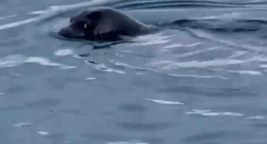 BODRUM’UN MÜDAVİMİ OLDU