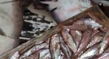 DENİZDE KATLİAMA SUÇÜSTÜ