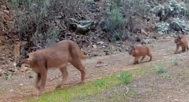 NESLİ TÜKENMEKTE OLAN KARAKULAKLAR FOTOKAPAN İLE GÖRÜNTÜLENDİ