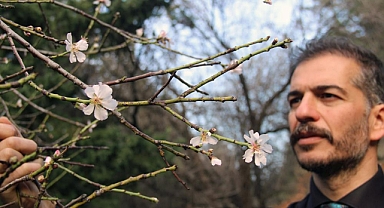 OCAK AYINDA AĞAÇLAR ÇİÇEK AÇTI