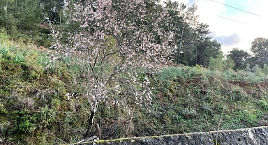 ORTACADA BADEM AĞAÇLARI ÇİÇEK AÇTI