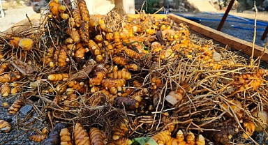 ŞİFA KAYNAĞI ZERDEÇAL BODRUM’DAN DÜNYAYA İHRAÇ EDİLİYOR