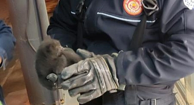 TABELAYA SIKIŞAN YAVRU KEDİNİN YARDIMINA İTFAİYE EKİPLERİ YETİŞTİ