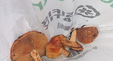 VATANDAŞLAR HAFTA SONUNU DAĞLARDA ÇINTAR MANTARI TOPLAYARAK GEÇİRDİ