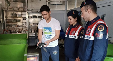 YAVRU YEŞİL DENİZ KAPLUMBAĞASI DEKAMER’DE TEDAVİYE ALINDI