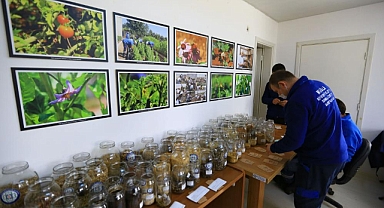 2023 YILININ YEREL TOHUMLARININ DAĞITIMINA BAŞLADI