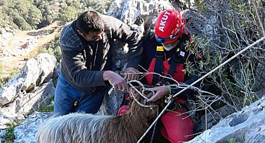 KAYALIKLARDA MAHSUR KALAN KEÇİLERİ AKUT KURTARDI