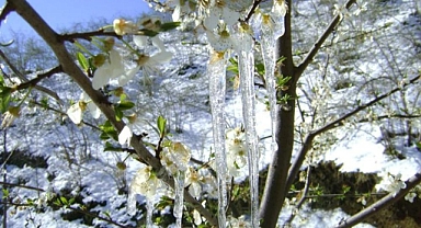 MUĞLA İÇİN ZİRAİ DON UYARISI