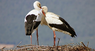 GÖKOVA’NIN MİSAFİRLERİ ERKEN GELDİ