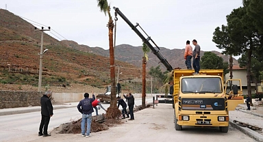 MARMARİS’TE PALMİYELER TOPRAKLA BULUŞTU