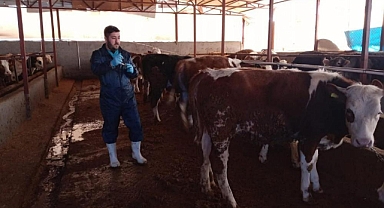 MUĞLA’DA HAYVAN PAZARLARINI KAPATMA KARARI ALINDI