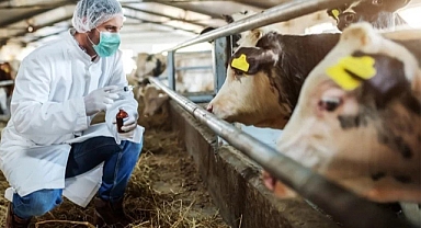 ŞAP HASTALIĞI NEDENİYLE ÜLKE GENELİNDE TEDBİR ALINDI