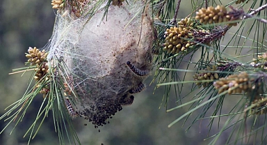 TIRTIL İLE MÜCADELE BAŞLADI