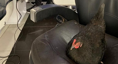 BERBER KOLTUĞUNA YUMURTLAYAN TAVUKLAR GÖRENLERİ HAYRETE DÜŞÜRÜYOR