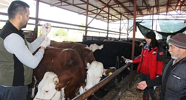 BÜYÜKBAŞ HAYVANLARA SAT-2 AŞILAMA ÇALIŞMALARI DEVAM EDİYOR