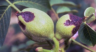 CEVİZLERDE ANTRANKNOZ HASTALIĞI UYARISI