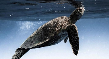 DENİZ KAPLUMBAĞALARI HAKKINDA ÜRKÜTEN ARAŞTIRMA