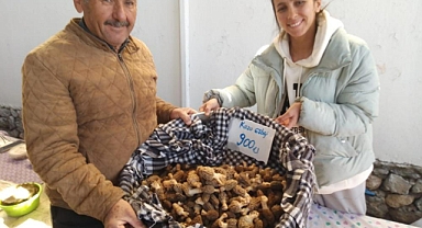 KÖYLÜLER ORMANDAN TOPLUYOR, KİLOSU BİN TL