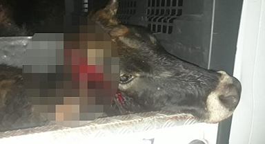 SİLAHLA VURDUKLARI HAYVANI ÇALMAYA ÇALIŞTILAR