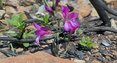 YANGINDA ZARAR GÖREN BÖRDÜBET’İN EKO SİSTEMİ YAKINDAN TAKİP EDİLİYOR