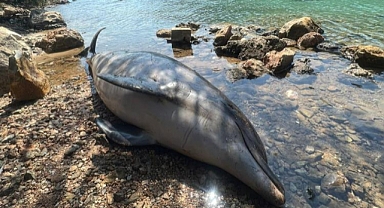 BODRUM CENNET KOYDA ÖLÜ YUNUS BALIĞI KARAYA VURDU