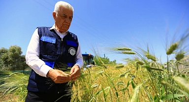 BÜYÜKŞEHİR HASAT ETTİĞİ KABA YEMİ ÜCRETSİZ DAĞITILACAK