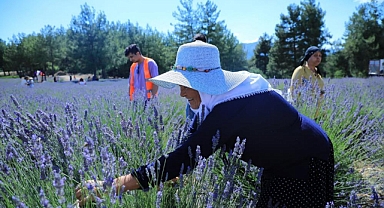 LAVANTA BAHÇESİ YENİ SEZONA HAZIRLANIYOR