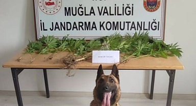 MUĞLA JANDARMASININ HASSAS BURUNLARI UYUŞTURUCUYA GEÇİT VERMEDİ