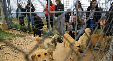 2 BİN 935 HAYVAN SAHİPLENDİRİLDİ