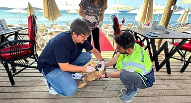 BODRUM BELEDİYESİ’NDEN SOKAK HAYVANLARINA SAĞLIK HİZMETİ