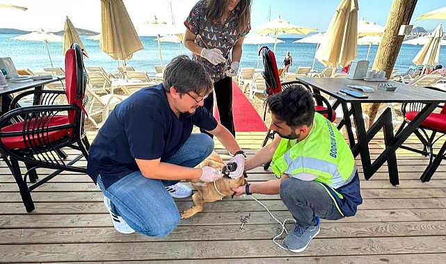 BODRUM BELEDİYESİ’NDEN SOKAK HAYVANLARINA SAĞLIK HİZMETİ