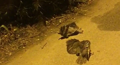 BODRUM'DA ELEKTRİK AKIMINA KAPILAN 3 BAYKUŞTAN İKİSİ TELEF OLDU