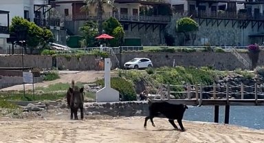 BODRUM'DA SAHİLİ DOMUZLAR BASTI, O ANLAR KAMERALARA YANSIDI