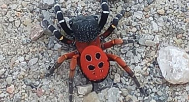 BU DEFA MANİSA'DA GÖRÜLDÜ