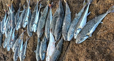 DATÇA’DA BALON BALIĞI TEHLİKESİ