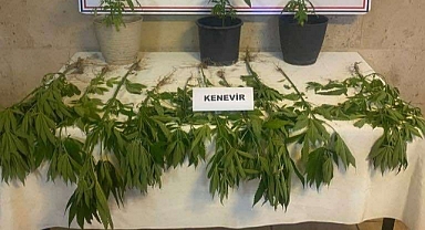 EVLERİNİN BAHÇESİNDE UYUŞTURUCU YETİŞTİREN DÖRT ŞÜPHELİ YAKALANDI