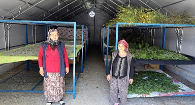 İPEKBÖCEKÇİLİĞİ ÜRETİMİNDE YÜZLER GÜLÜYOR