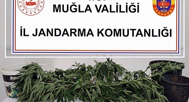 JANDARMADAN 6 İLÇEDE UYUŞTURUCU OPERASYONU