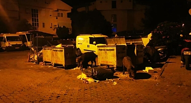 MARMARİSLİLER DOMUZ NÖBETİ TUTUYOR