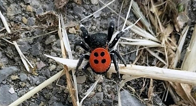 MUĞLA’DA ZEHİRLİ UĞUR BÖCEĞİ GÖRÜLDÜ