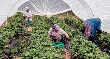 MUĞLA’NIN ÇİLEKLERİ MARKET RAFLARINDA