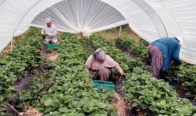MUĞLA’NIN ÇİLEKLERİ MARKET RAFLARINDA