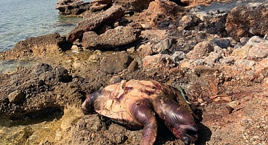 ÖLÜ DENİZ KAPLUMBAĞASI KIYIYA VURDU