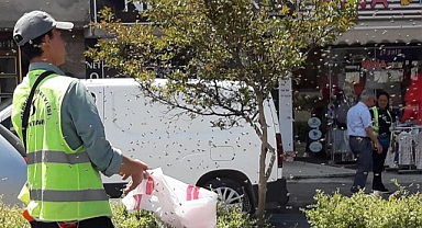 ŞEHRİN GÖBEĞİNDE ARILAR OĞUL VERDİ