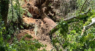 ÜZERİNE AĞAÇ DEVRİLEN TURİST ÖLDÜ