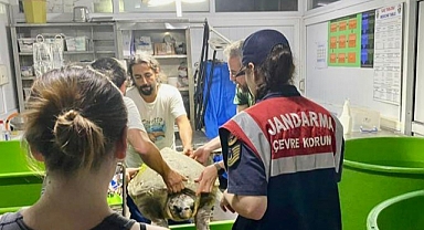 YARALI CARETTA’NIN YARDIMINA JANDARMA KOŞTU