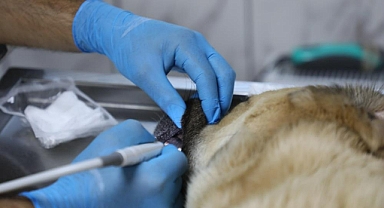 BÜYÜKŞEHİR’DEN CANDOSTLARIN SAĞLIK KALİTESİNİ ARTIRAN HİZMET