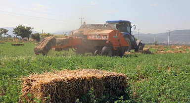 BÜYÜKŞEHİR KOOPERATİFLERE YEM BİTKİSİ DAĞITIMINA BAŞLIYOR